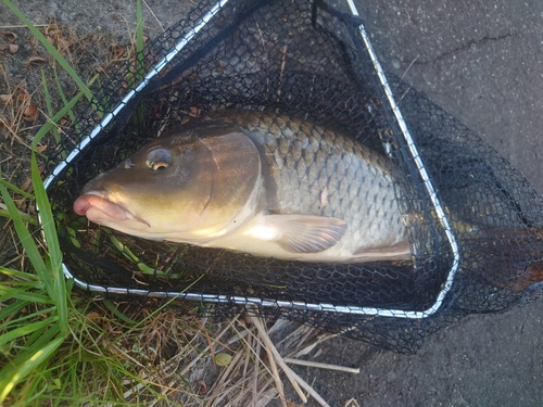 コイの釣果