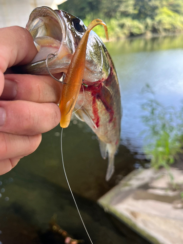 ブラックバスの釣果