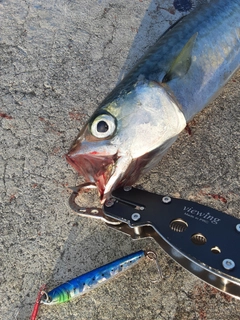 マサバの釣果