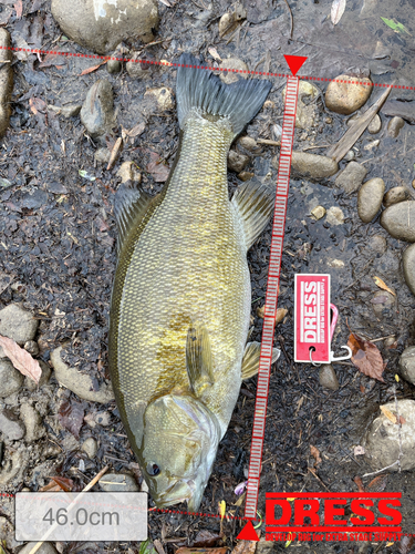 スモールマウスバスの釣果