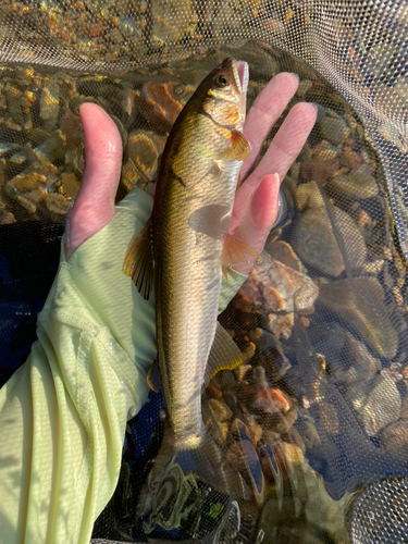 アユの釣果