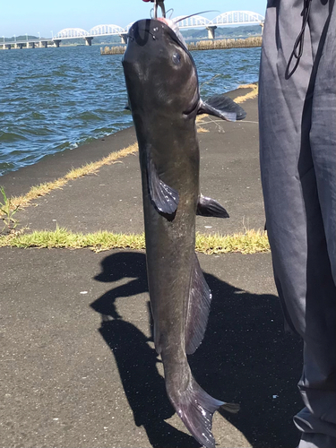 アメリカナマズの釣果