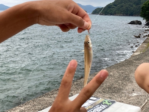 キスの釣果