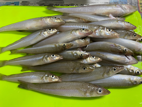 シロギスの釣果