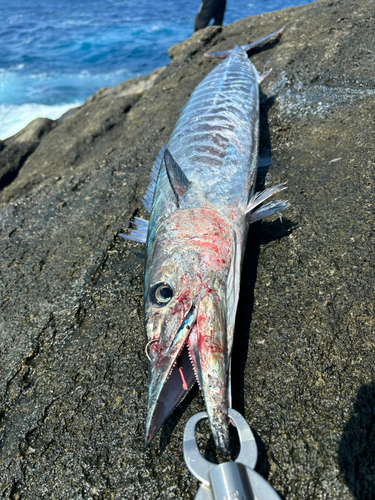 オキサワラの釣果