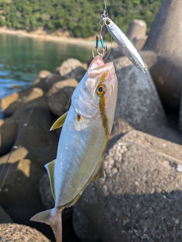 ショゴの釣果