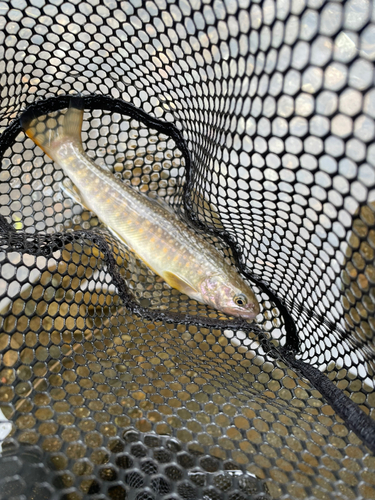 イワナの釣果