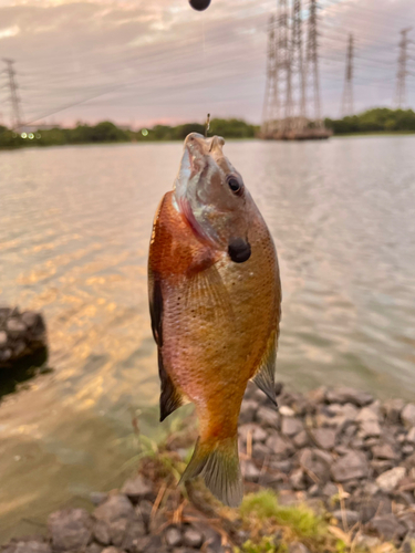 ブルーギルの釣果