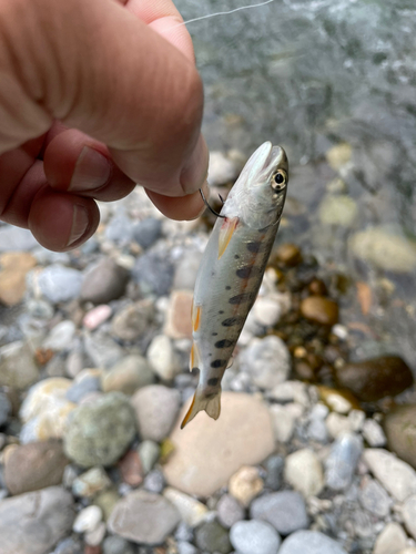 ヤマメの釣果