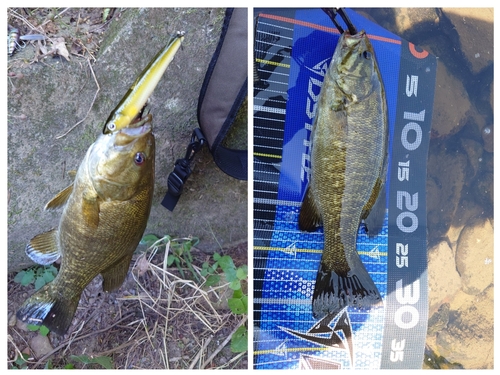 スモールマウスバスの釣果