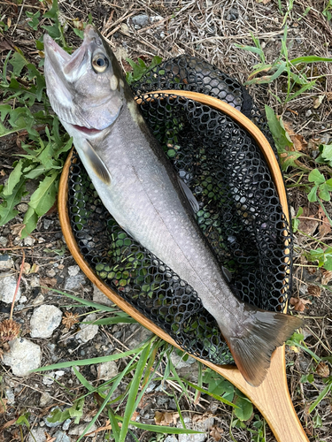 イワナの釣果