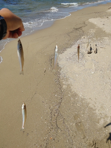 キスの釣果