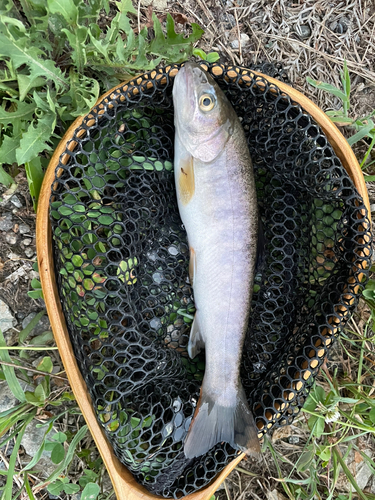 イワナの釣果