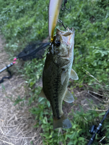 ブラックバスの釣果