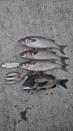 クロダイの釣果