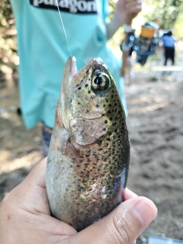 ニジマスの釣果