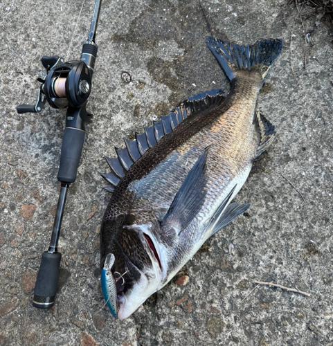 チヌの釣果