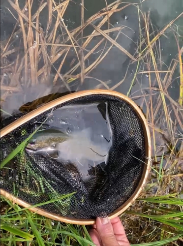 ニジマスの釣果