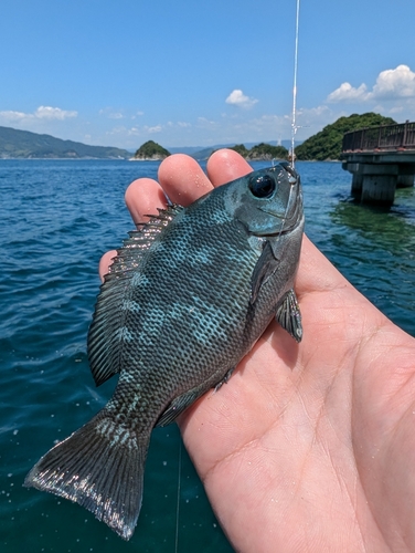 メジナの釣果