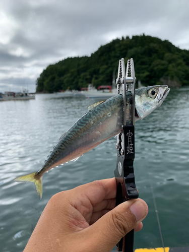 サバの釣果