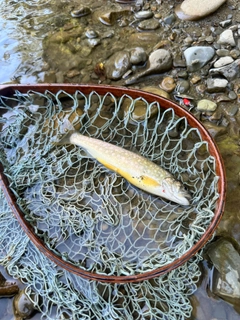 イワナの釣果