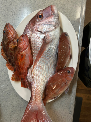 マダイの釣果