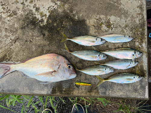 マダイの釣果