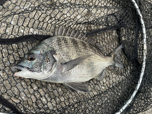 クロダイの釣果