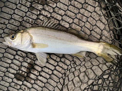 セイゴ（ヒラスズキ）の釣果