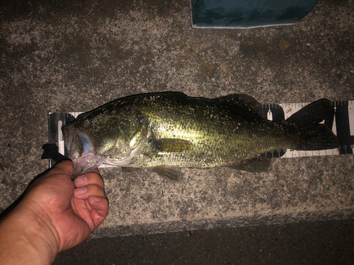 ブラックバスの釣果