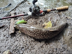 アメマスの釣果