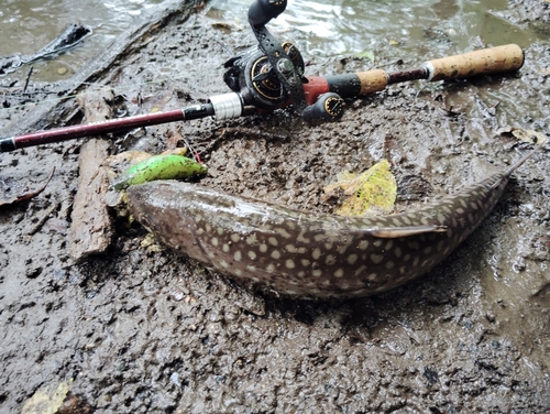 アメマスの釣果