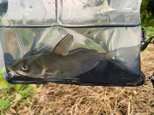 アメリカナマズの釣果