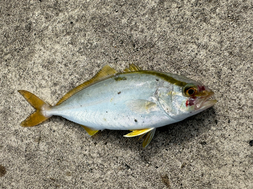 シオの釣果