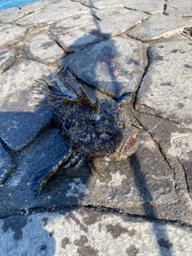 オニオコゼの釣果