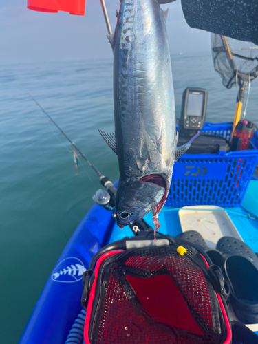 ソウダガツオの釣果