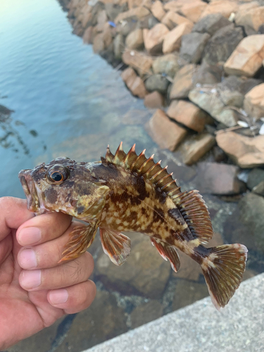 カサゴの釣果