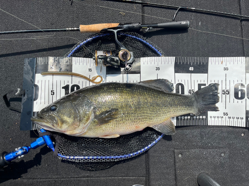 ブラックバスの釣果