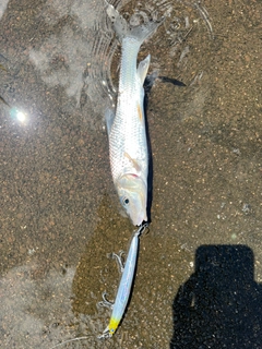 ニゴイの釣果