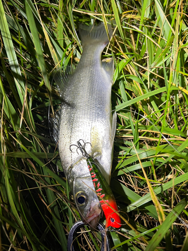 ヒラスズキの釣果