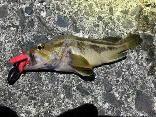 シマゾイの釣果