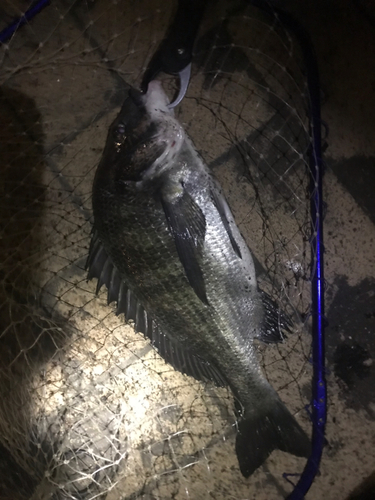 クロダイの釣果