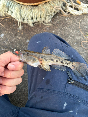 マハゼの釣果