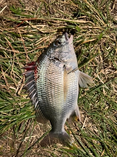 キビレの釣果