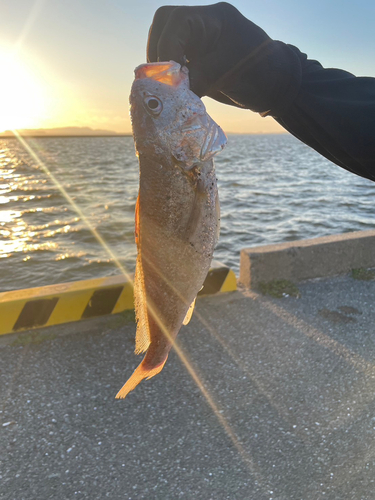 シログチの釣果