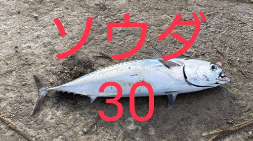 ソウダガツオの釣果