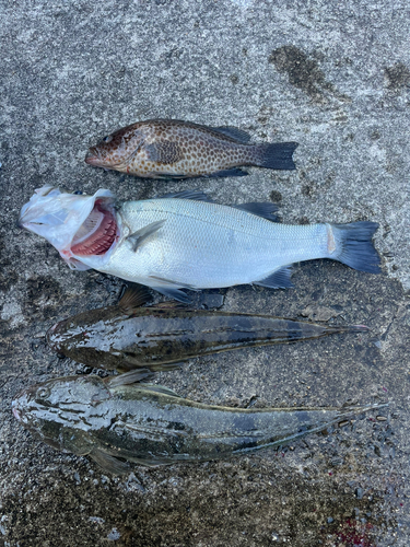 マゴチの釣果