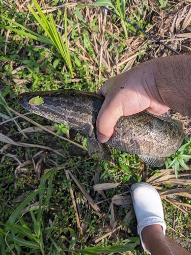 ライギョの釣果