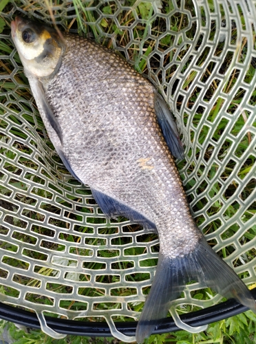 ダントウボウの釣果