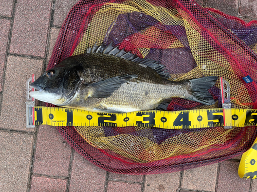 クロダイの釣果